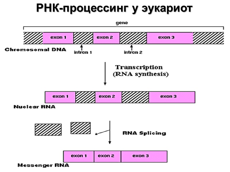 РНК-процессинг у эукариот